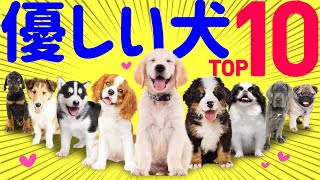 【❤️性格が優しい犬種ランキング】専門家や飼い主の声、歴史的特性まとめ [upl. by Ydnolem]