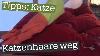 Katzenhaare mit Gummihandschuh entfernen  Tipp [upl. by Ern942]