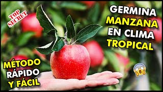 Como Sembrar Manzana en Clima Tropical Germinación y Plantación de Manzana en Cuba [upl. by Enobe531]