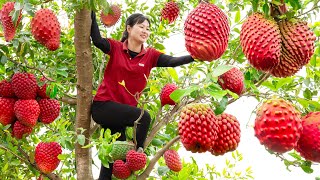 Harvest Annona Squamosa Mang Cau Xiem amp Make lolot leaf rolls  Go to sell  Luyến  Harvesting [upl. by Ydnyl]