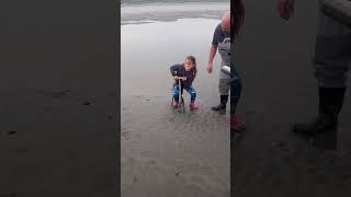 7 yr old digs limit of razor clams with Murffs Claminator [upl. by Elleon]