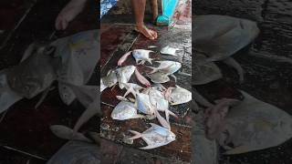 कर्ली जाळी लावून पकडले पापलेट मासे जीवंत पापलेट मासेमारी Pomfret fishing india boat seafood [upl. by Nairadas858]