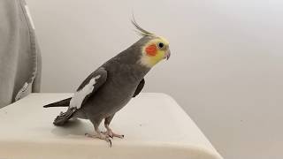 Phoebe happy Cockatiel singing Game Of Thrones Adams Family and more [upl. by Linehan]