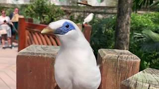 Close Up with a Bali Myna Leucopsar Rothschildi NO ZOOM [upl. by Eikcaj78]