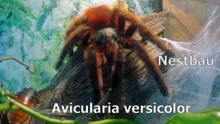 MartiniqueBaumvogelspinne  Antilles pinktoe  Avicularia versicolor beim Nestbau [upl. by Galanti701]