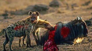 Top 5 Brutal eaten alive moments of Hyenas [upl. by Banna]