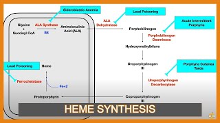 Heme Synthesis Pathway and Associated Diseases [upl. by Eidderf864]