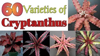 60 Varieties of Cryptanthus Plant with Names  Plant and Planting [upl. by Lyrahs]