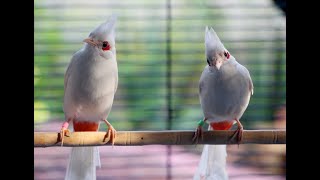 Birds for Cats to Watch  Ground View Cat TV Spectacular [upl. by Nommad]