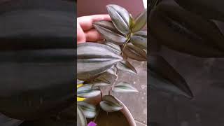 zebrina plant zebrina indoorplants balconygarden [upl. by Jacinto]