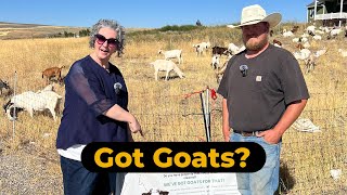 🌱 Clearing Weeds the Natural Way with Idaho Goat Grazers 🐐 [upl. by Ajiam]