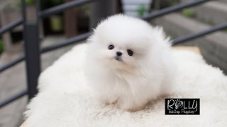 Teacup Cream Pomeranian way too adorable Sunny  Rolly Teacup Puppies [upl. by Etteloiv]