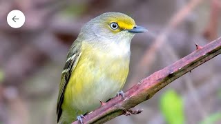 white eye vireo birds birdwatching [upl. by Nirihs]