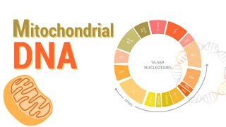 Mitochondrial DNA  mtDNA  All Mitochondrial genes detail [upl. by Hulton413]