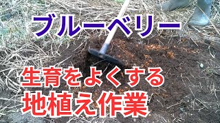 ブルーベリーの育て方、地植え方法をお伝えします。休眠期の露地植え付け方法を伝授します。 [upl. by Colwell]