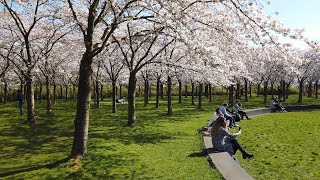 Spring walk in Amstelveen 🌞  Cherry Blossom Park 💮 amp De Poel  Amsterdam Area  The Netherlands 4K [upl. by Li]