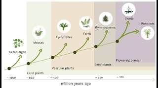 The Evolution of Plants [upl. by Ylrad80]