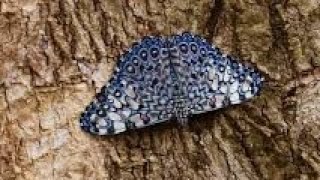 UNVIENELI Mariposa Tronadora variable Hamadryas feronia farinulenta chachalaca ortalis vetulia [upl. by Ban]