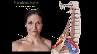 Muscles of the neck [upl. by Horatio]