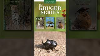 Informative and entertaining guides to the Kruger National Park [upl. by Angil]