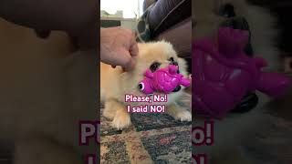 CRAZY Aggressive Pomeranian defends Treat Turtle pomeranian dog pets funny dog growls share [upl. by Aicened]