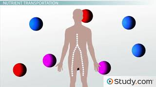 How are Nutrients Transported Around the Body [upl. by Yatnahs]