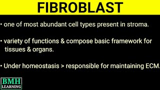 Fibroblasts  Fibroblasts Connective Tissue  Functions Of Fibroblasts [upl. by Clemente]