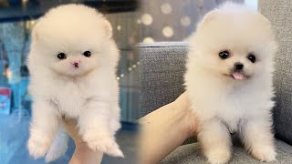 ☕ Adult FullGrown Teacup Pomeranian White Cloud  Bittypuppies [upl. by Einatsed370]