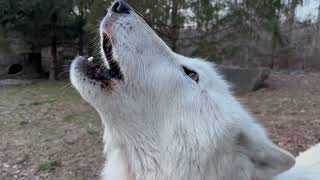 Beautiful Wolf Howls During a Winter Sunset [upl. by Suhploda274]