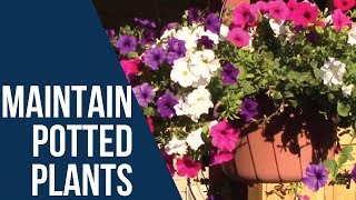 How to Maintain Potted Plants [upl. by Sseb111]