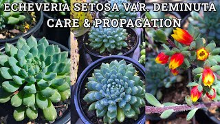 Echeveria Setosa Var Deminuta Care amp Propagation [upl. by Kassi]