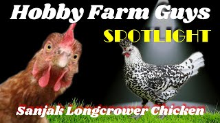 HFG Farm Animal Spotlight Sanjak Longcrower Chicken [upl. by Yrneh]