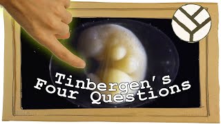 Tinbergens Four Questions and Very Strange Causality in Biology  Youtube Science Communication [upl. by Mott]