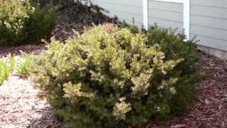 Pruning Evergreen Shrubs to Maintain Natural Form [upl. by Schwarz]