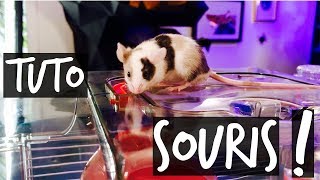 UNE SOURIS DE COMPAGNIE  TUTO TOOPET [upl. by Shreve]