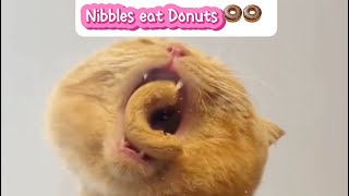 Nibbles’ takes on a donut 🍩  oddly satisfying ASMR [upl. by Egrog667]