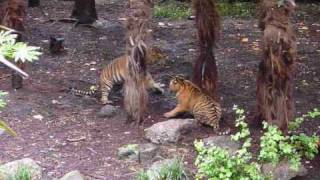 Fighting Tiger Cubs at Melbourne Zoo [upl. by Haras]