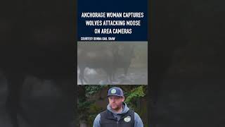 Anchorage woman captures wolves attacking moose on area cameras alaskasnewssource news [upl. by Luanne]