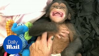 Baby chimp laughs for the first time in adorable video [upl. by Goldia]