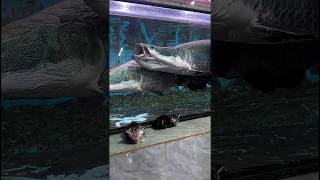 Arapaima attack 🤯❤️ arapaimagigas monsterfish shortsfeed [upl. by Enaej]