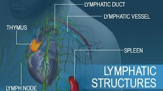 Anatomy and Physiology of Lymphatic System [upl. by Delmar818]