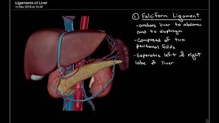 3 Minute Anatomy Ligaments of the Liver [upl. by Odnamla573]