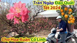 Tết Hà Nội 2024 Tràn Ngập Đào Quất Chợ Hoa Xuân Cổ Linh Long Biên [upl. by Idnic932]