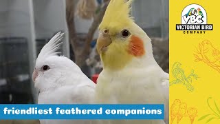 HandReared Albino and Lutino Cockatiels  Victorian Bird Co [upl. by Amsden]