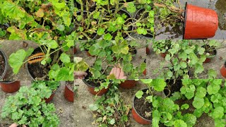 Rainy Season Ma Geranium Ko Care Kasari Garnu  Geranium Care Season Tips for Healthy Plants [upl. by Norbel997]