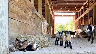 13 healthy new baby goats…feeling lucky [upl. by Zimmerman]