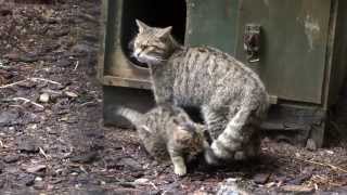 Scottish Wildcat Kittens at the Highland Wildlife Park September 2013  02 [upl. by Jolyn373]