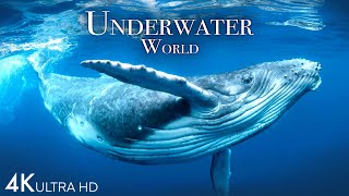 Underwater World 4K  Incredible Colorful Ocean Life  Marine Life  Scenic Relaxation Film [upl. by Eng]