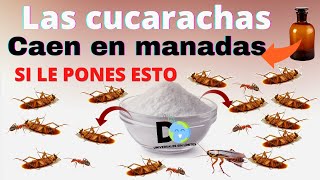 Pon Esto en Tu casa 1 hora después NO verás mas Cucarachas  Insecticida casero [upl. by Roberta64]