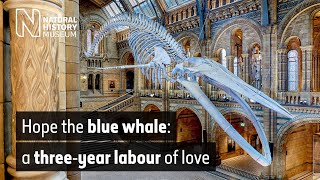 The blue whale a threeyear labour of love  Natural History Museum [upl. by Clothilde]